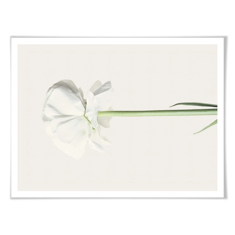 Assortiment affiches avec cadres - Renoncules 