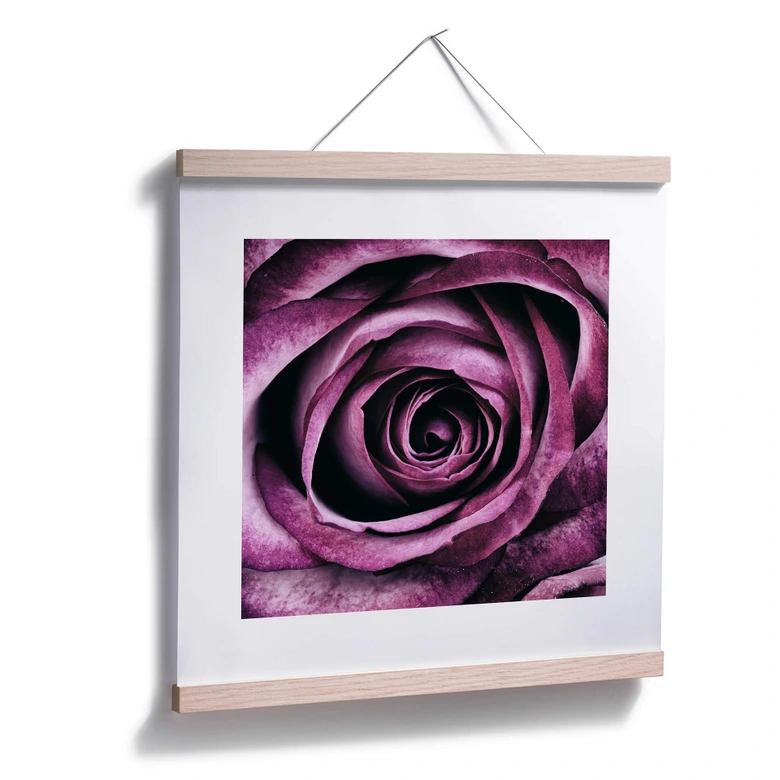Poster Violet Rose 