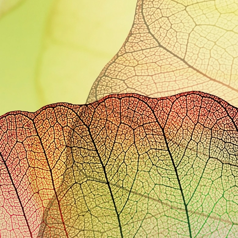 Fototapete Pink Design 