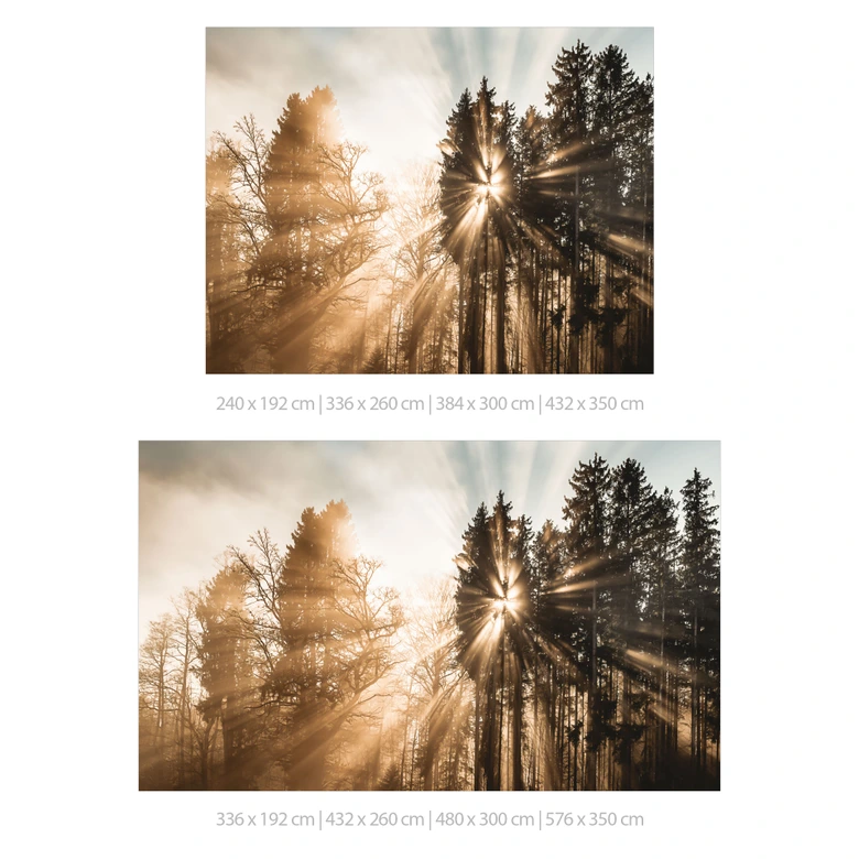 Fototapete Lichtstrahlen im Wald | Waldtapete fürs Schlafzimmer - Eisenmann 