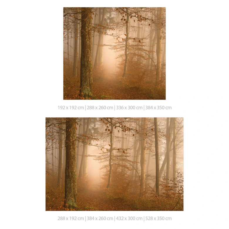 Papier peint forêt - brume et lumière dans la forêt d'automne - Maier 