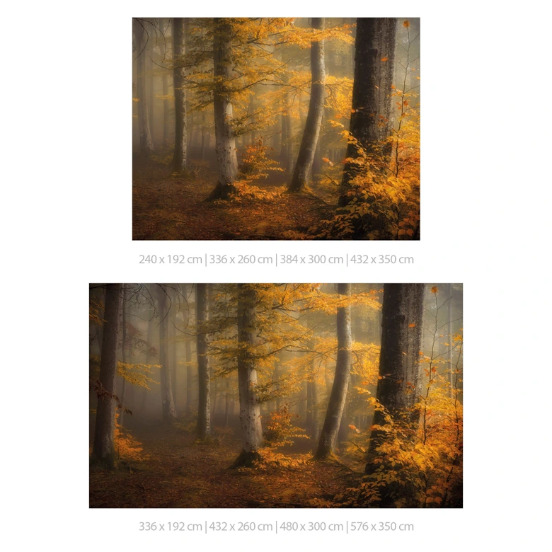 Fototapete Waldtapete - Goldene Blätter im nebligen Wald - Maier 