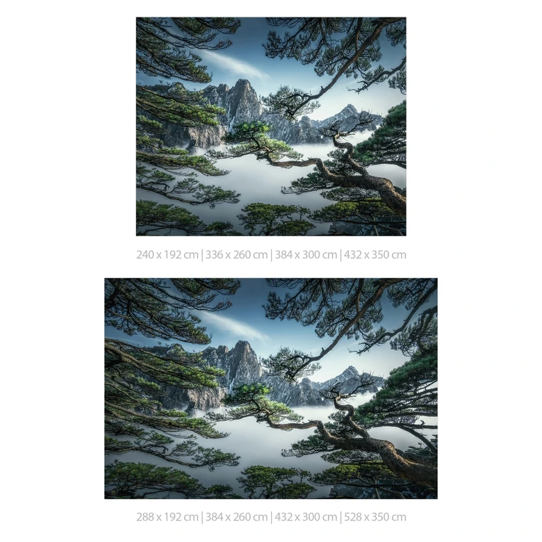 Fototapete Kiefernwald im Huang Shan Gebirge - NingYun Ye 