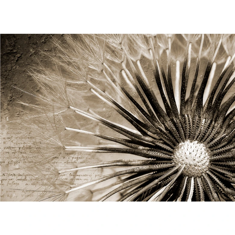 Fototapete Pusteblumen-Poesie 336x260 cm 