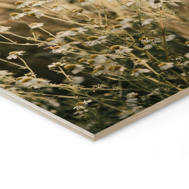 Holzbild Sommerwiese mit Kamille - Annie 