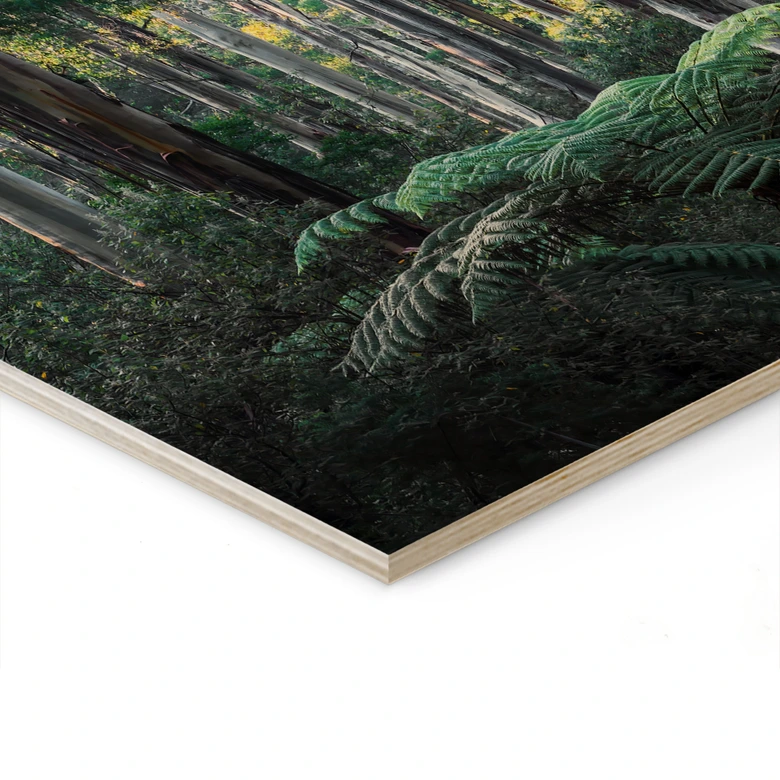 Holzbild Eukalyptuswald in den Yarra Ranges - Colombo 