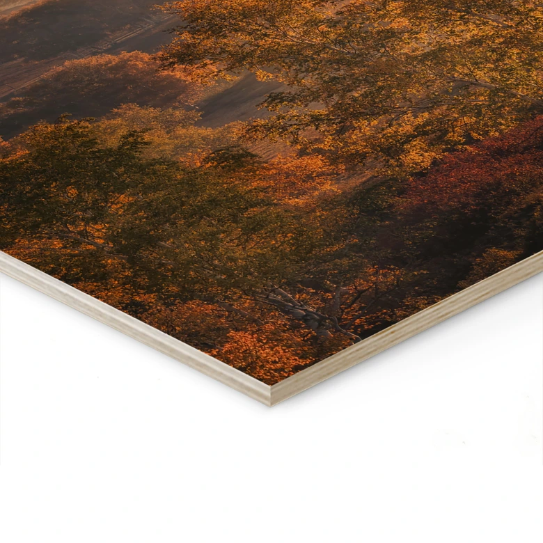 Holzbild Birkenbäume im goldenen Morgentau - Cui 