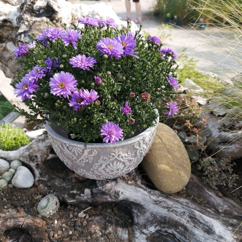 Pflanzenschale Beton mit Verzierung - 19x19 cm 