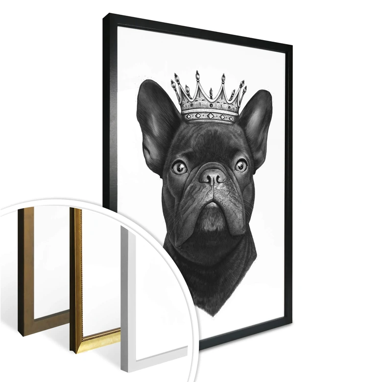 Poster Korenkova - King fransk bulldogg 
