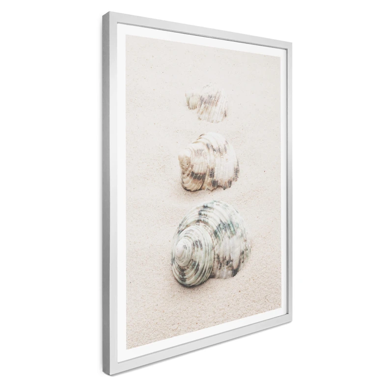 Poster 1X Studio - Meeresschnecken 