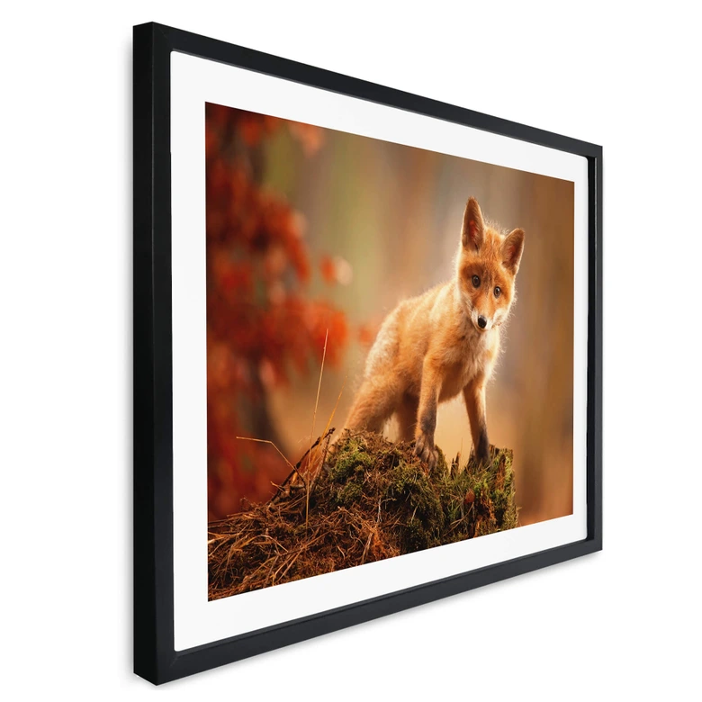 Poster Adamec - Junger Fuchs im Wald 