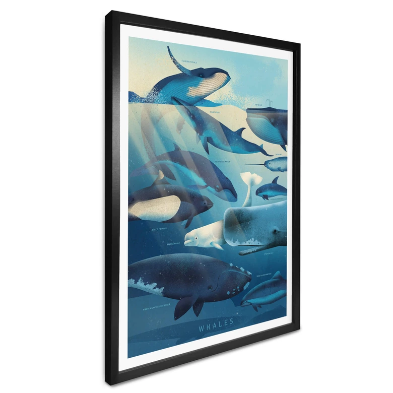 Poster Braun - Whales 
