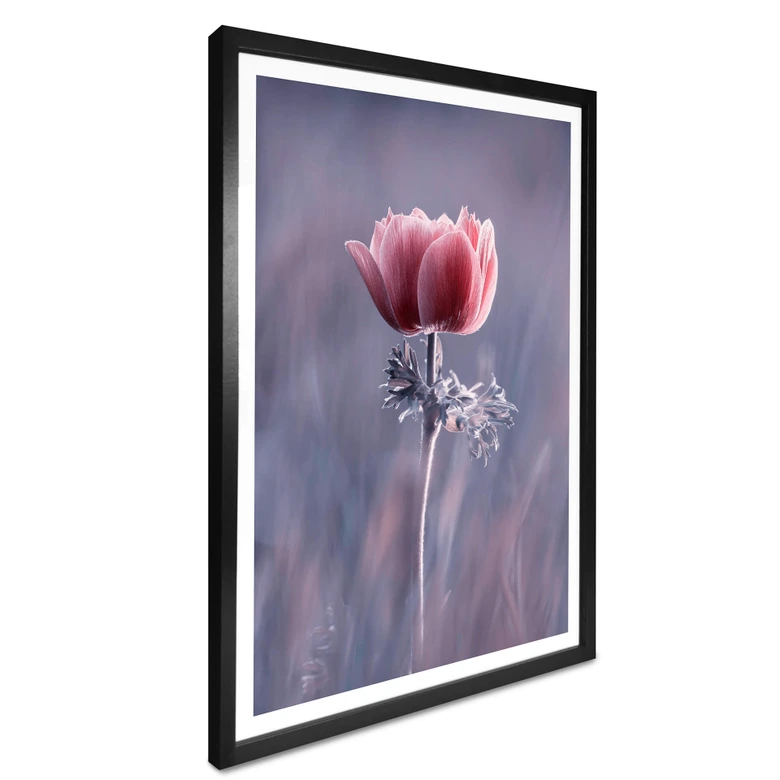 Plakat Bravin - Czerwony kwiat 