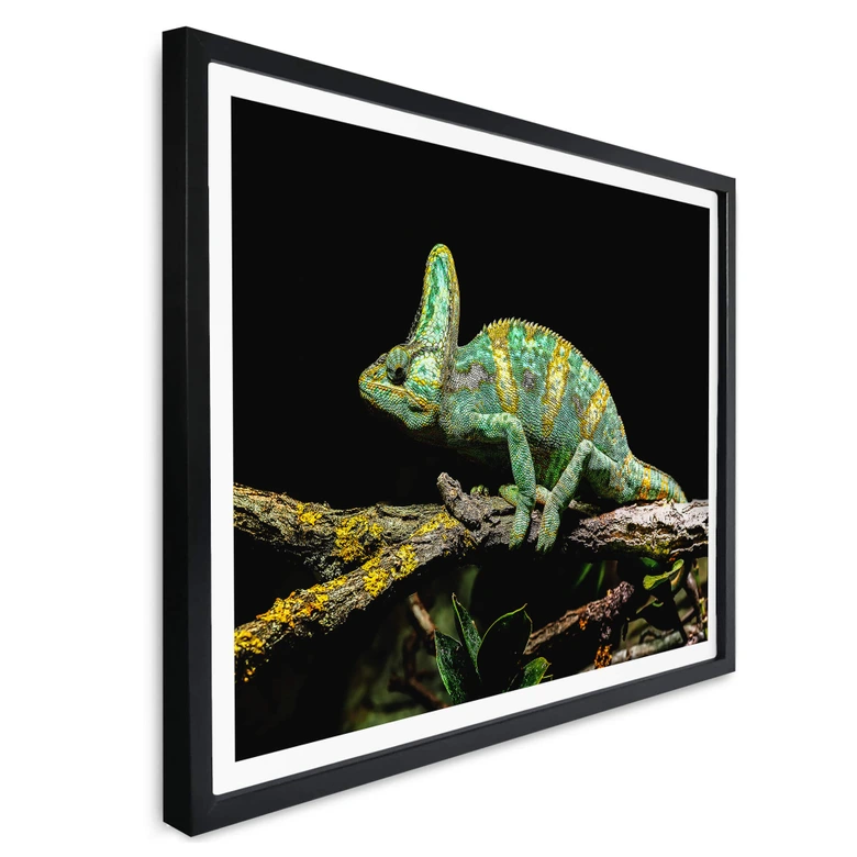 Poster Brown - Chamäleon 