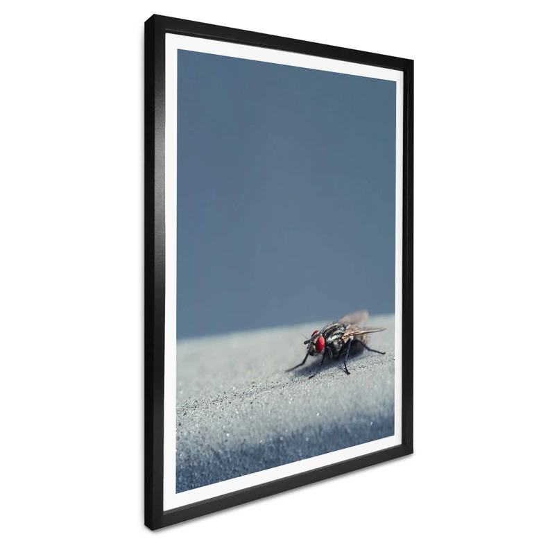 Poster Brown - Hausfliege auf Blau 