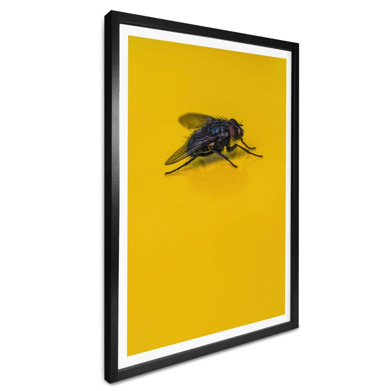 Poster Brown - Hausfliege auf Gelb 