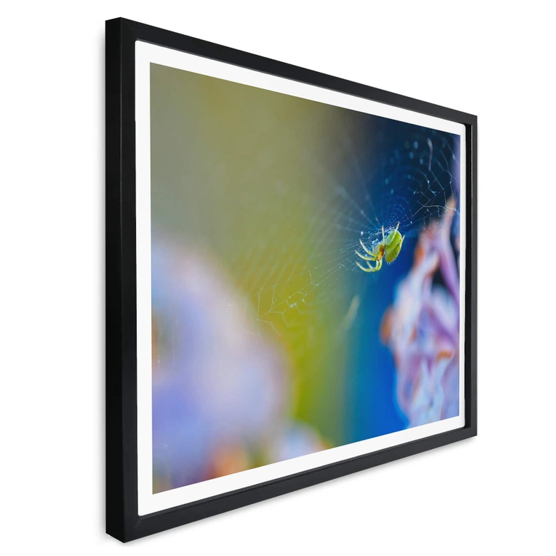 Poster Brown - Niedliche Spinne 