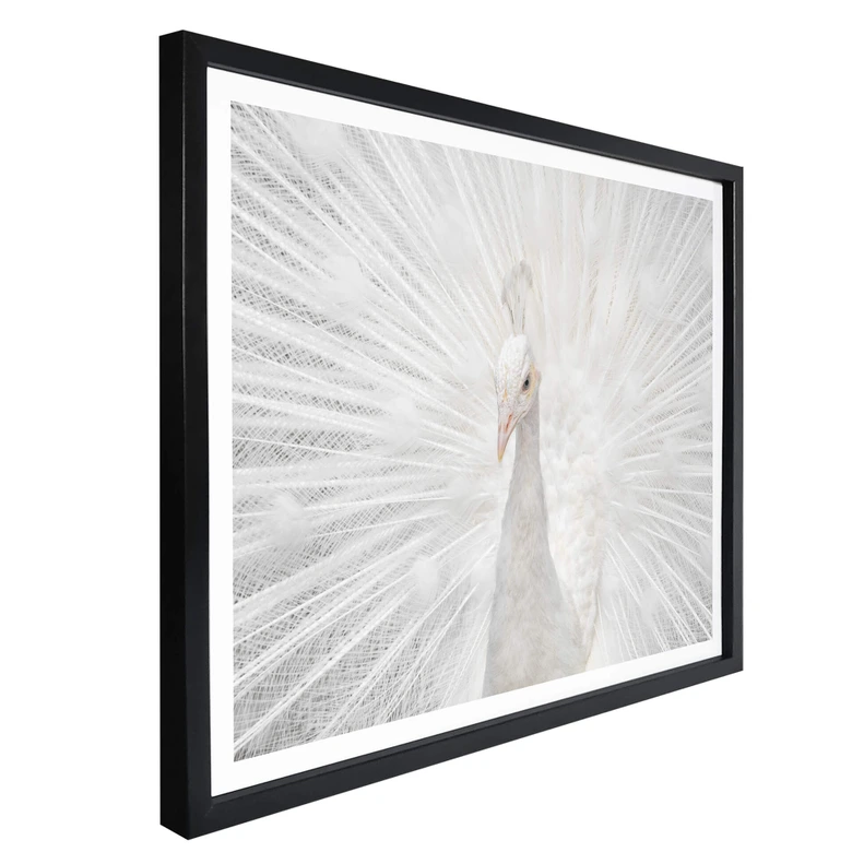 Póster Fegari - Pavo real blanco 