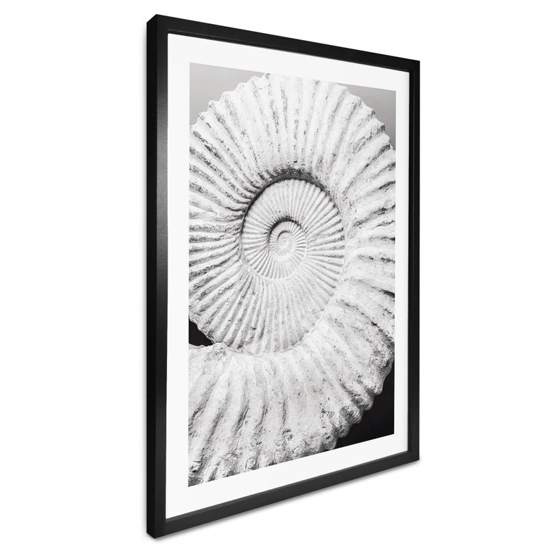 Poster Fossile Muschel - Shot by Clint 
