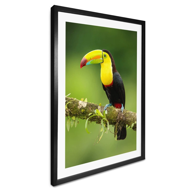 Poster van Duijn - Fischertukan in Costa Rica 