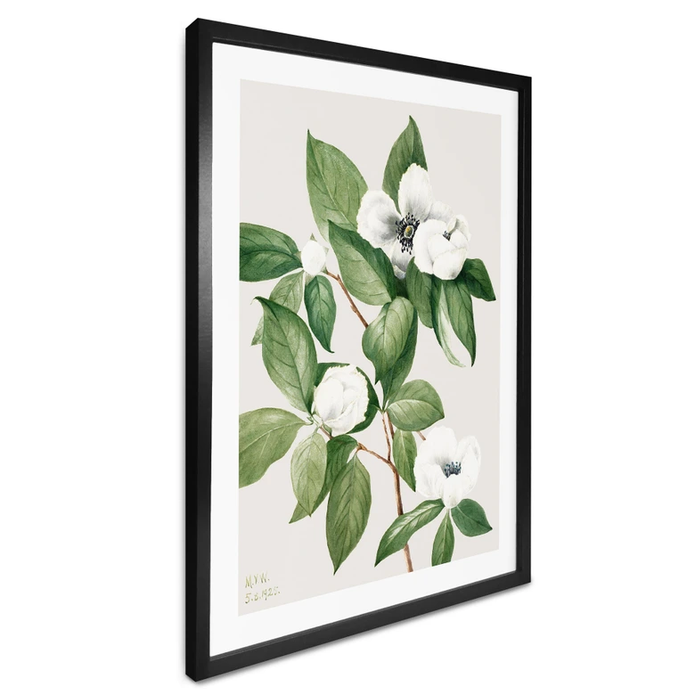 Poster Botanik Illustration einer Scheinkamelie - Walcott 