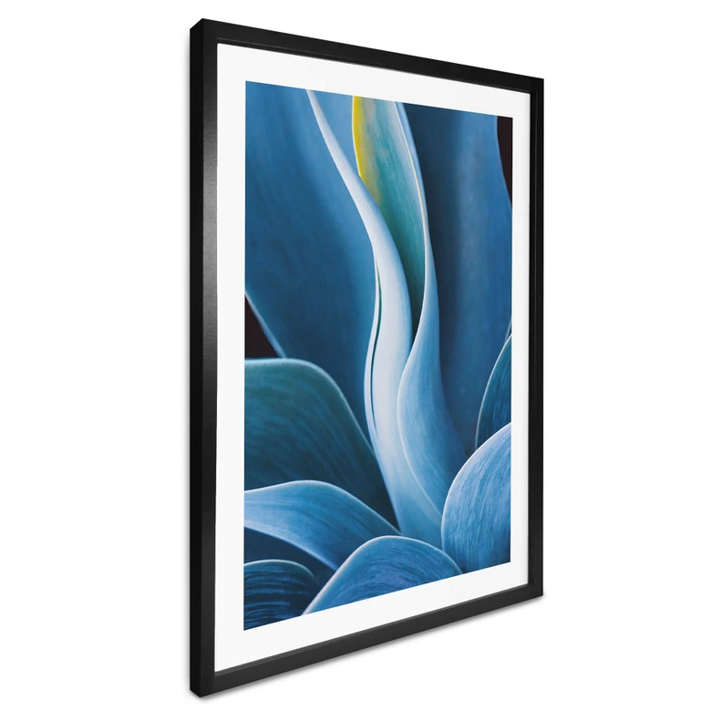Poster Wechsler - Pflanzen Stillleben Agave 