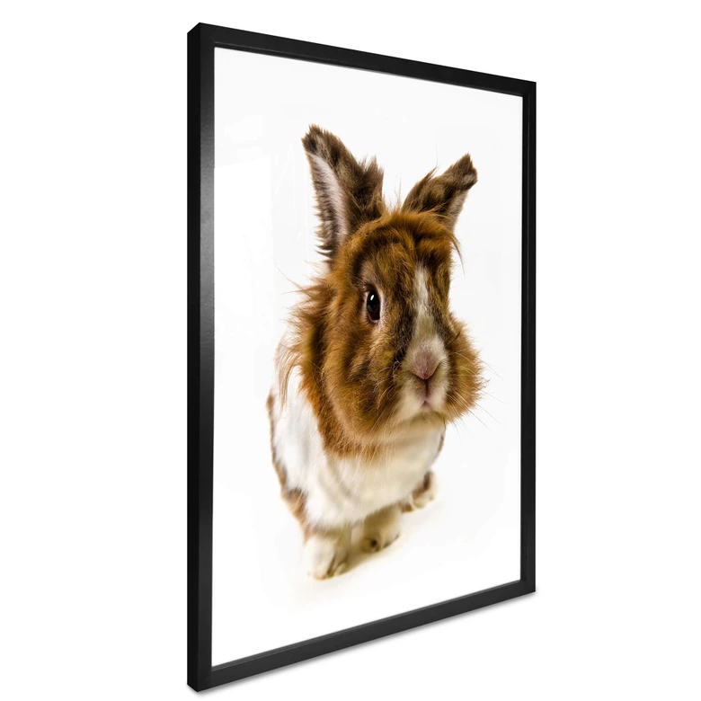 Poster Rabbit 