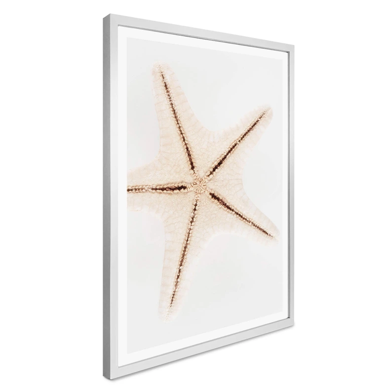 Poster Hugonnard - Weißer Seestern 