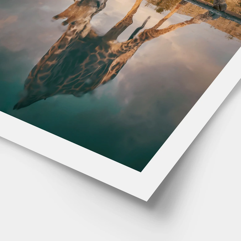 Safari Poster - Reflexion einer Giraffe in der Wildnis - Amtmann 