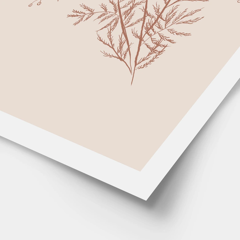 Poster Zweig der Akazie in Mokkafarben - Anis Illustration 