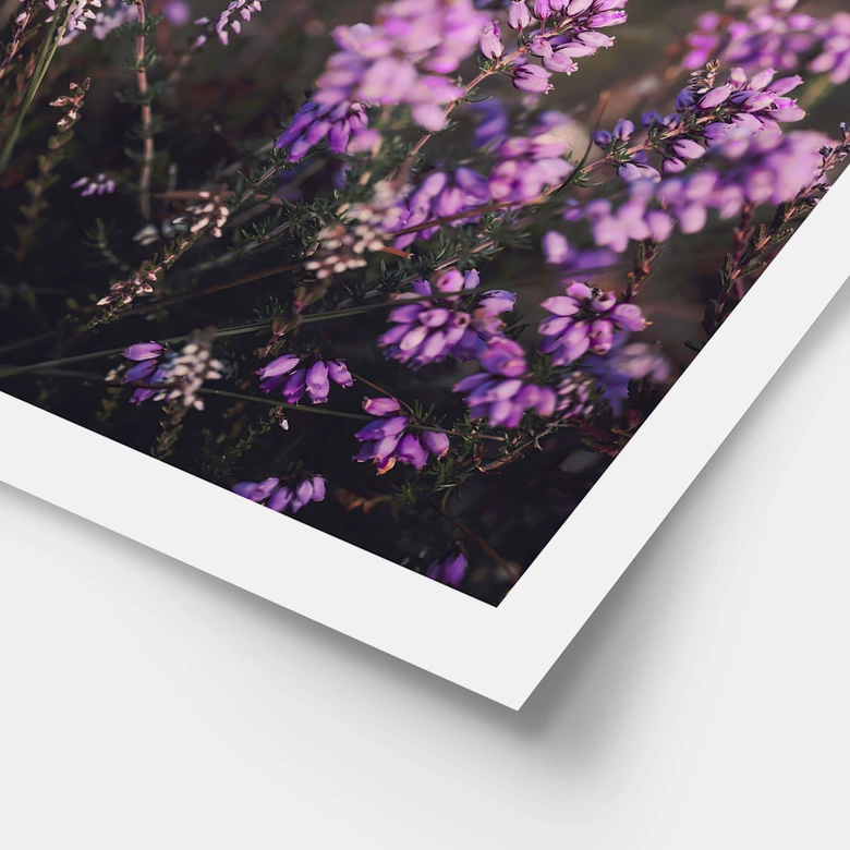 Poster Lila Heideblüte im warmen Licht - Annie 