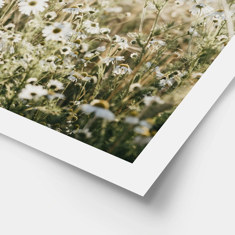 Poster Sommerwiese mit Kamille - Annie 