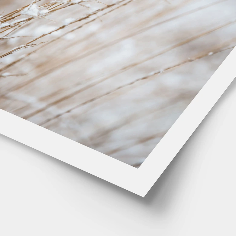 Poster Zarte Gräser im Schnee - Böhmer 