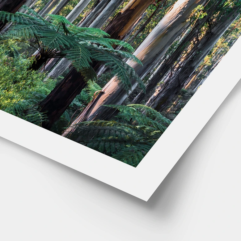 Poster Eukalyptusskog i Yarra Ranges - Colombo 