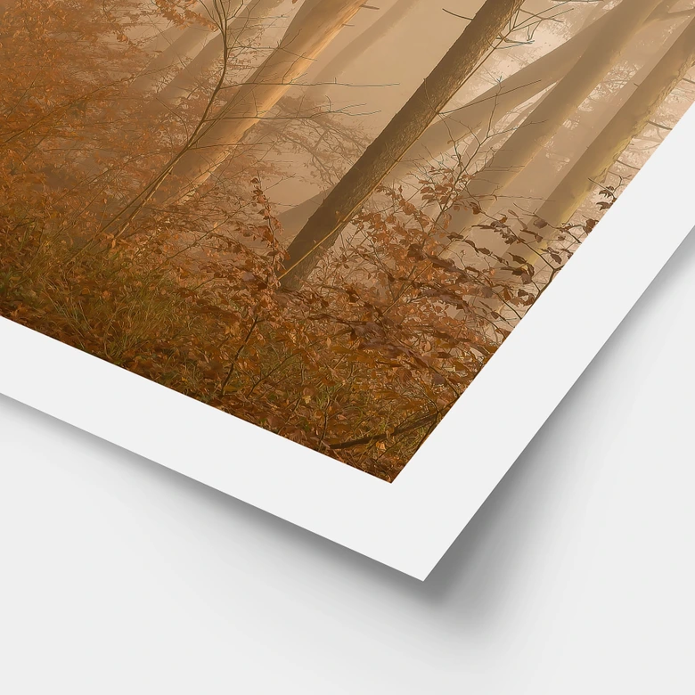 Poster Dunst und Licht im herbstlichen Wald - Maier 
