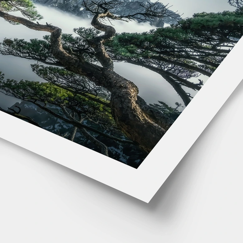 Poster Kiefernwald im Huang Shan Gebirge - NingYun Ye 