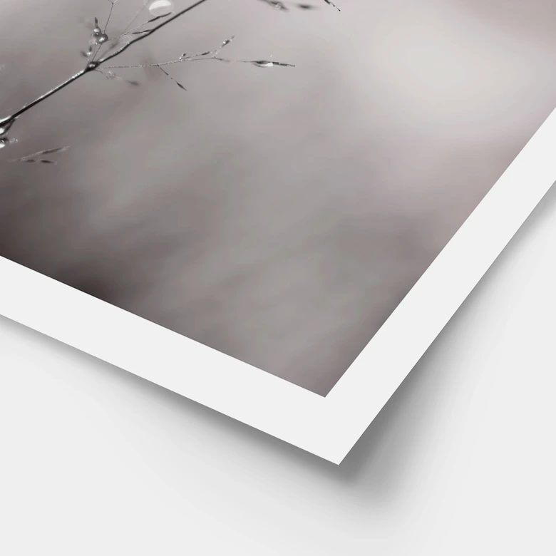 Poster mit Natur-Motiv - Grashalm mit Tautropfen - Sillen 