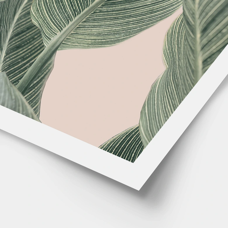 Poster Calathea växt - Sisi & Seb 