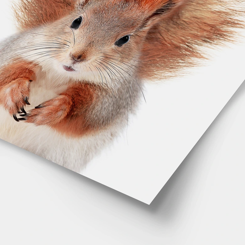 Poster Kleines Eichhörnchen - Sisi & Seb 
