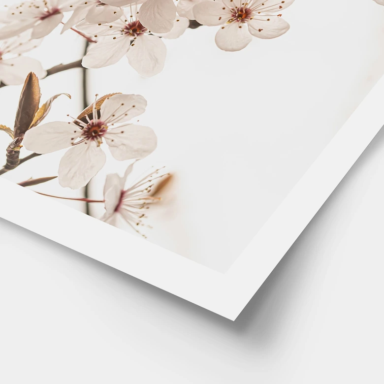 Poster Branche avec fleurs de cerisier blanches - Sisi & Seb 