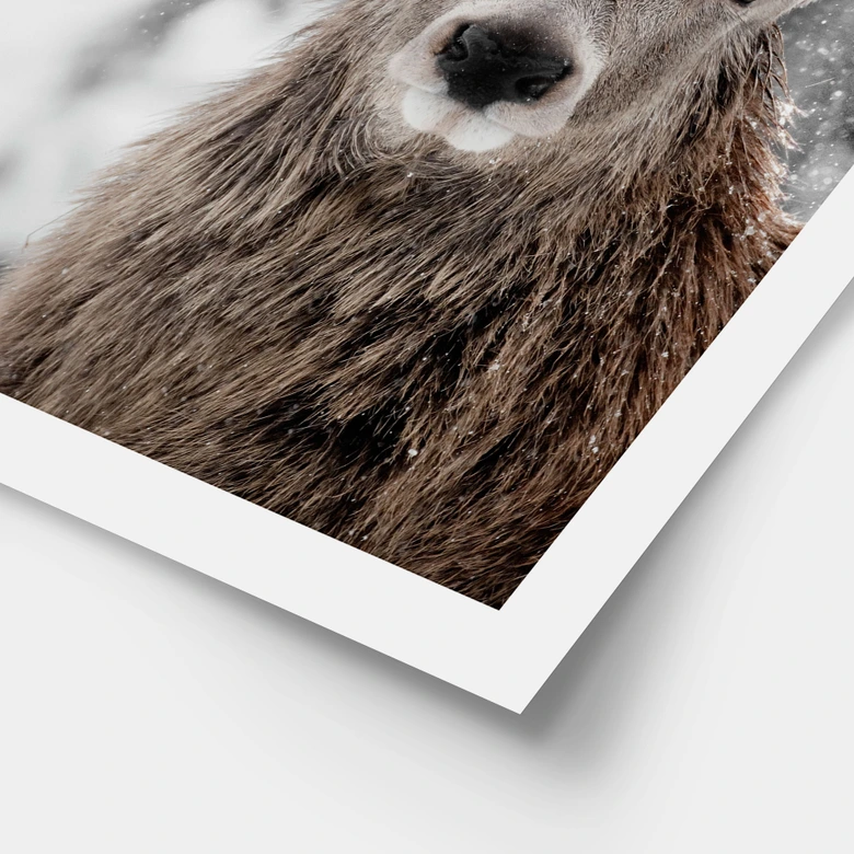 Poster Winter - Hirsch im Schneegestöber - Strigel 