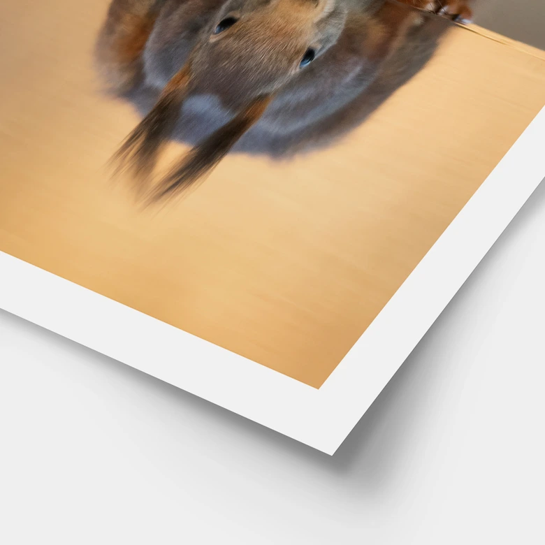 Poster Eichhörnchen am Wasser - van Duijn 