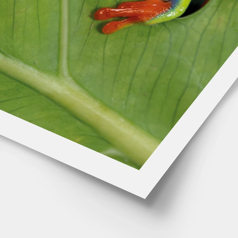Poster Laubfrosch im Regenwald - van Duijn 