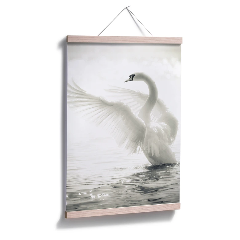 Poster Majestätischer Schwan 