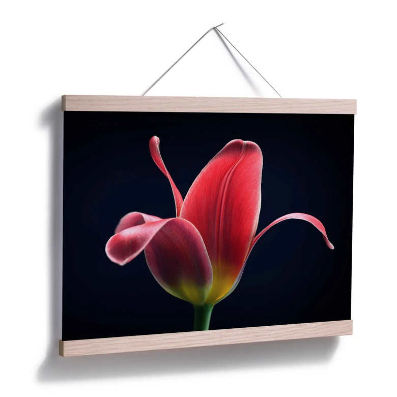 Poster Grønkjær - First Tulip 
