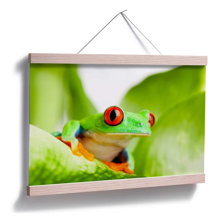 Poster Knallfrosch 
