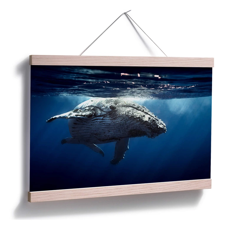 Poster humpback whale on dive 