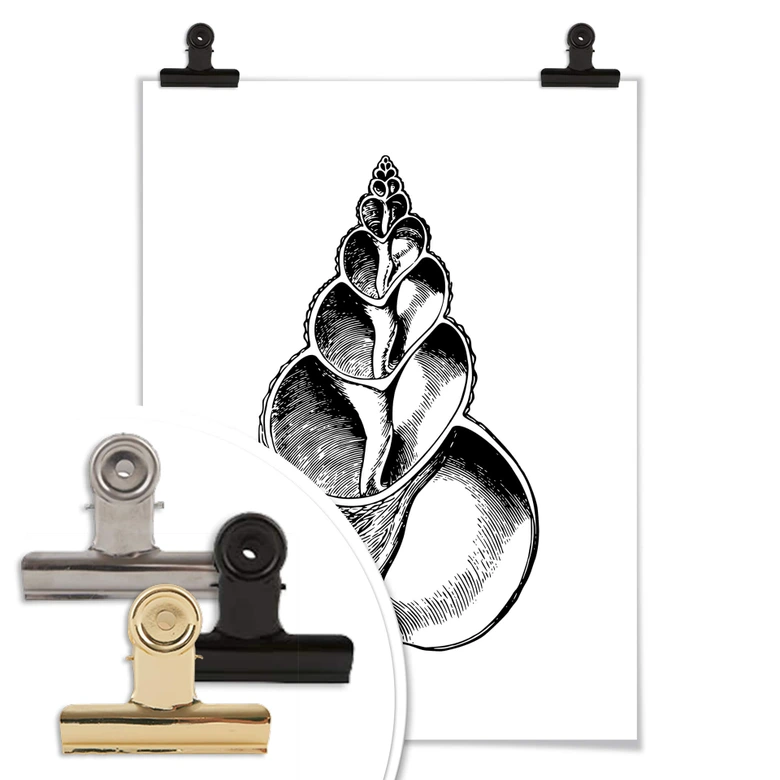 Poster Seashell 01 
