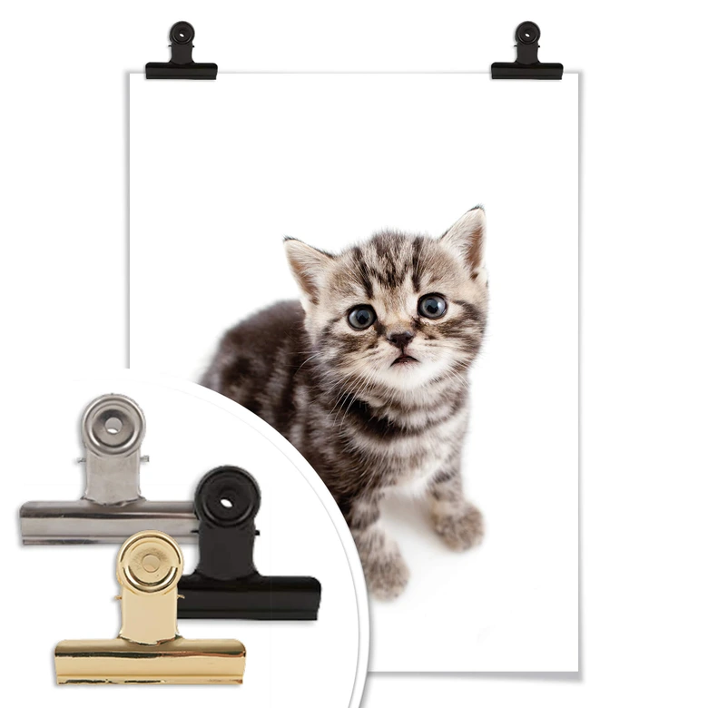 Poster Kitten 03 