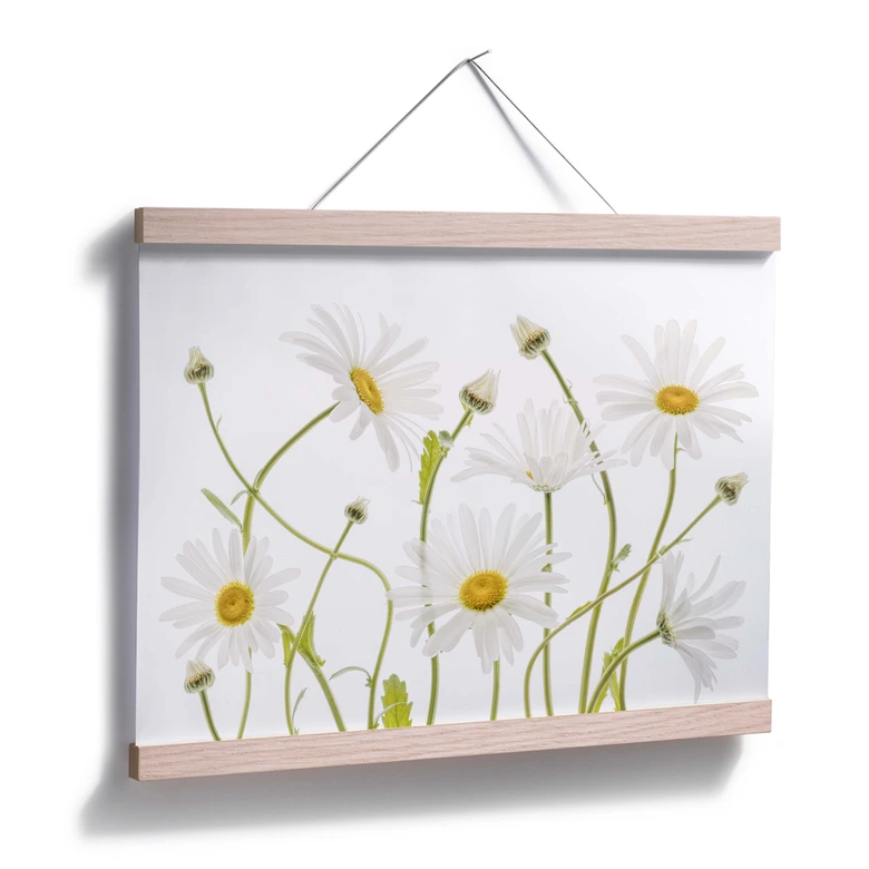 Poster Disher - Ox eye Daisies 